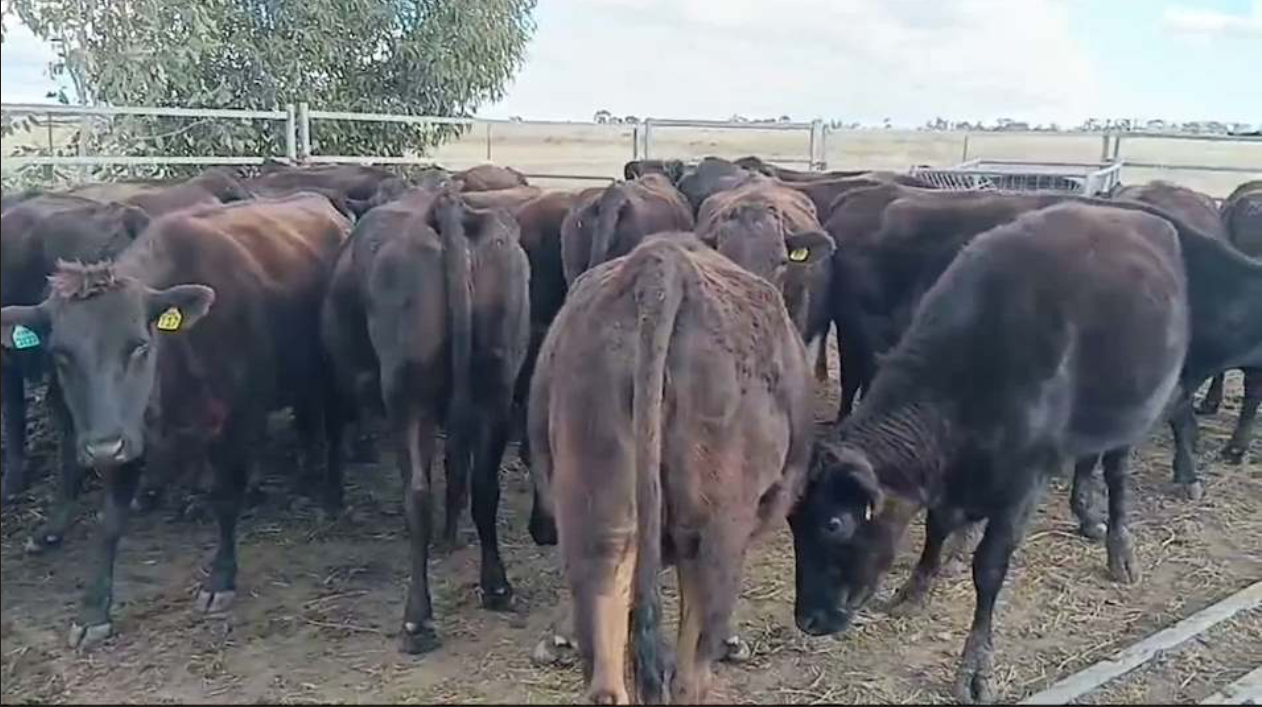 Wingfield Wagyu Cows