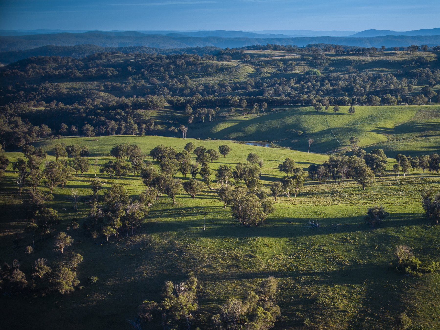 New England grazing country at first light