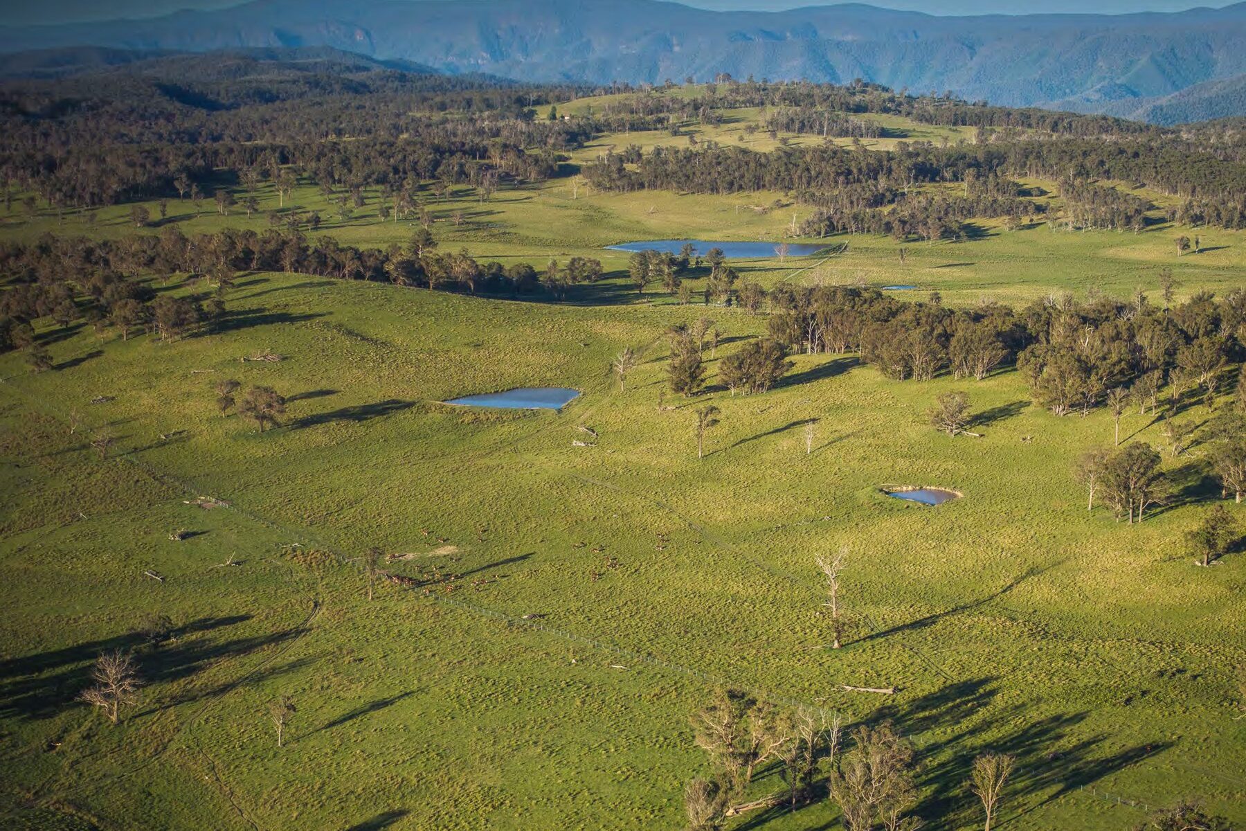 Improved country, with dams through the paddocks