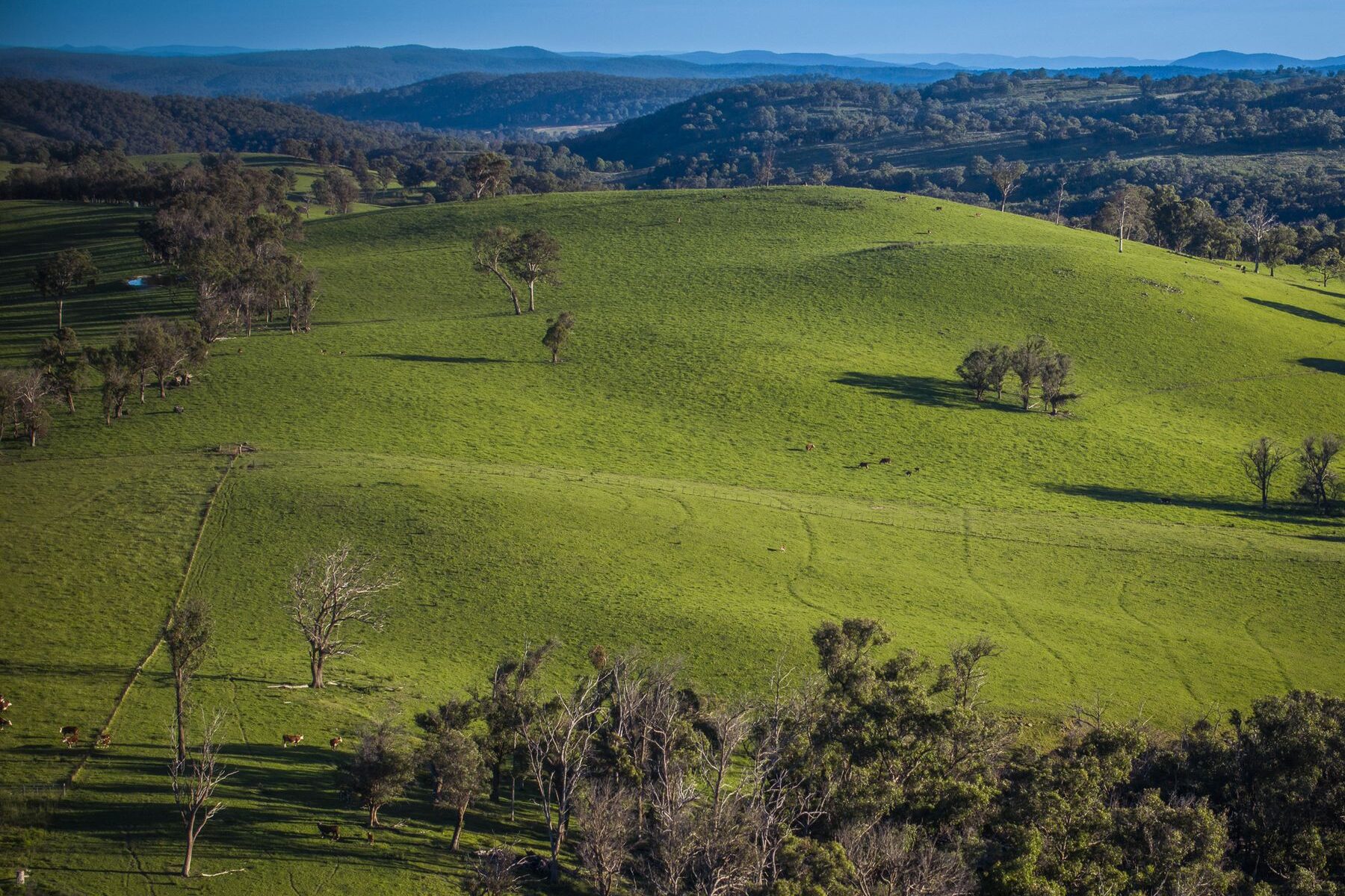Rolling improved pasture