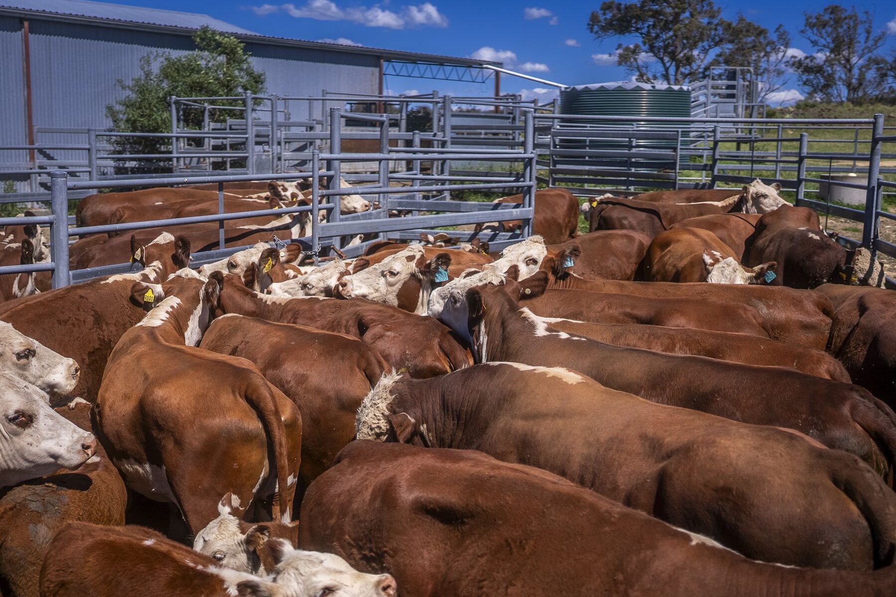 Cattle drafted in the yards