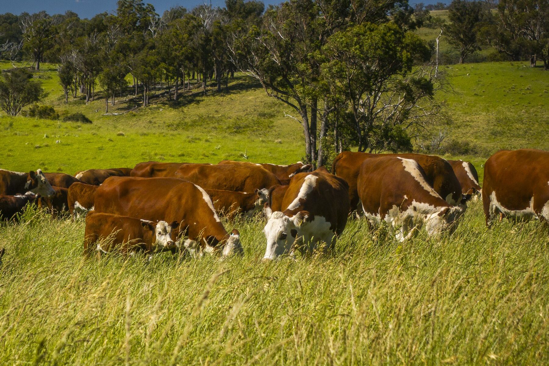 Cattle on improved pasture, New England NSW